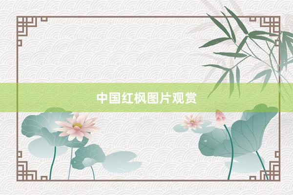 中国红枫图片观赏